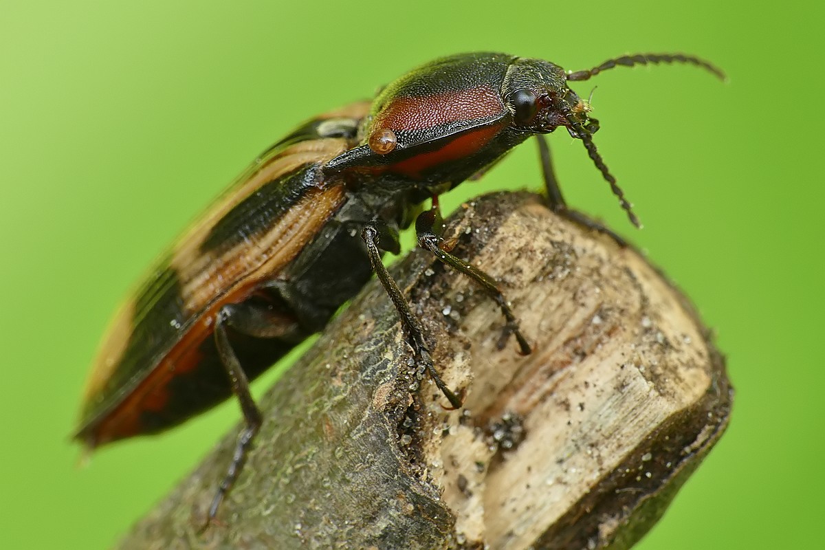 Nazwa:  ponec krzyzownik73491cf.jpg
Wyświetleń: 285
Rozmiar:  180,8 KB