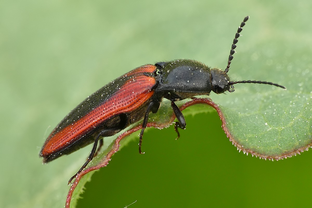 Nazwa:  Ampedus sanguinolentus75175cf.jpg
Wyświetleń: 298
Rozmiar:  161,4 KB