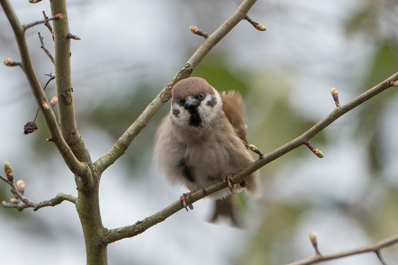 Nazwa:  _3211129.jpg
Wyświetleń: 146
Rozmiar:  874,8 KB