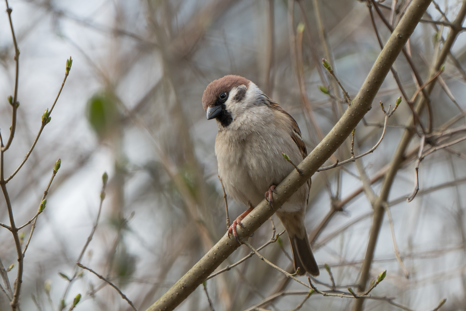 Nazwa:  _3211093.jpg
Wyświetleń: 139
Rozmiar:  885,5 KB