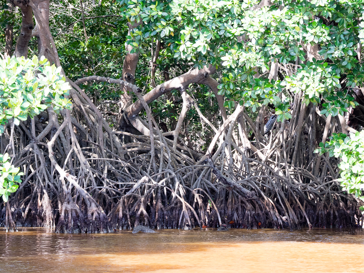 Nazwa:  P_0389.jpg
Wyświetleń: 466
Rozmiar:  1,50 MB