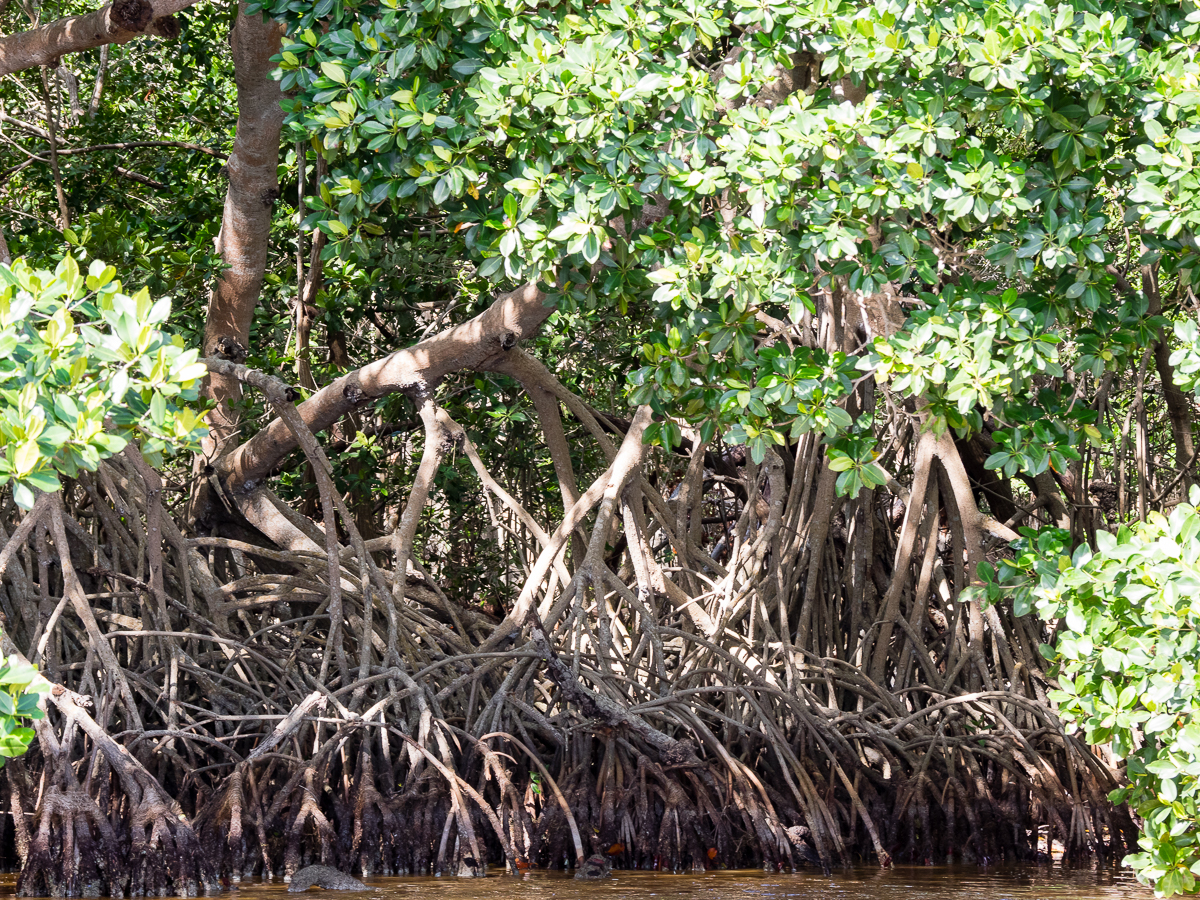 Nazwa:  P_0392.jpg
Wyświetleń: 440
Rozmiar:  1,60 MB