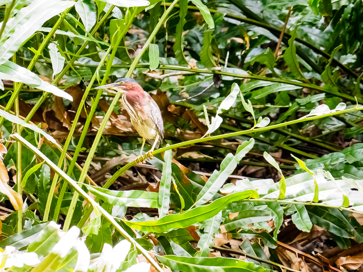 Nazwa:  P_0476-2.jpg
Wyświetleń: 483
Rozmiar:  1,39 MB