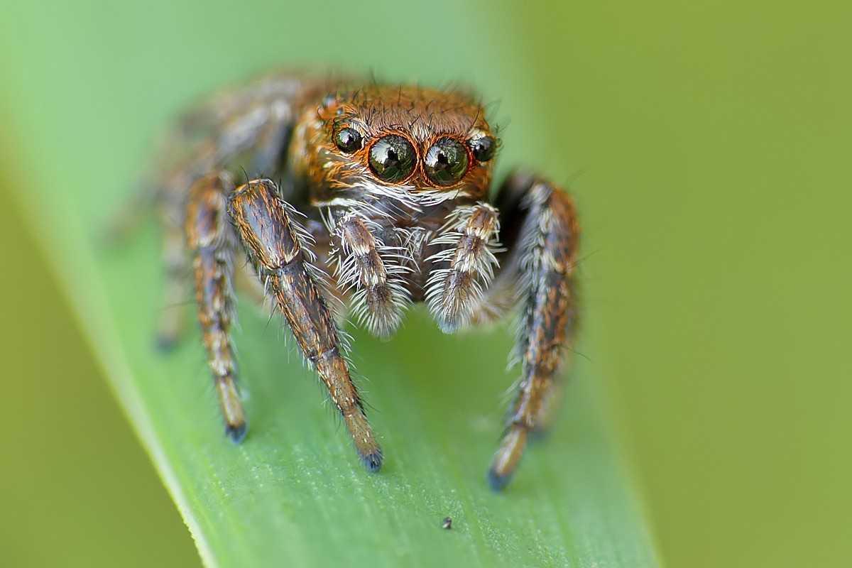 Nazwa:  skakun127318cf.jpg
Wyświetleń: 284
Rozmiar:  136,4 KB