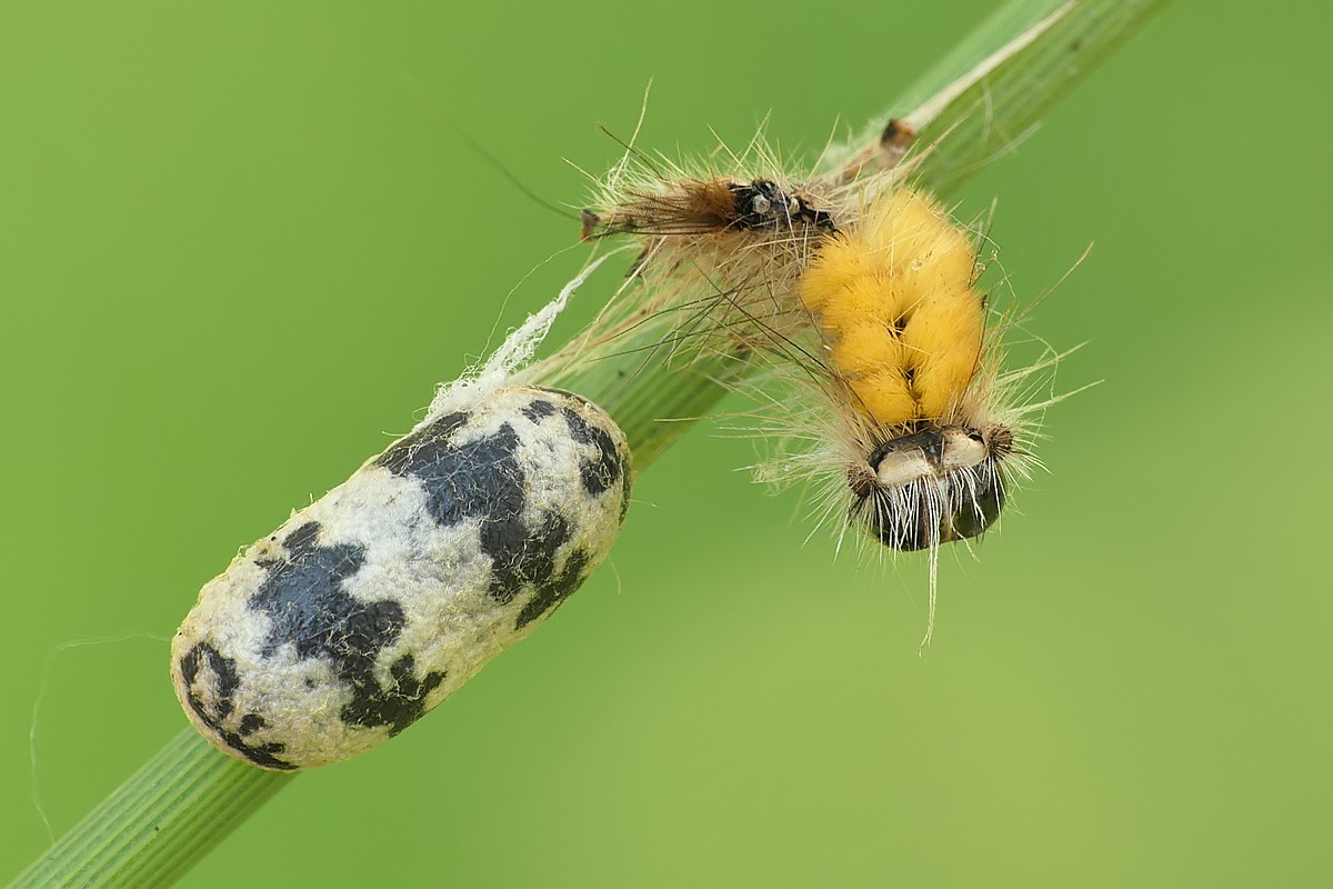 Nazwa:  bobowka128604cf.jpg
Wyświetleń: 266
Rozmiar:  148,7 KB