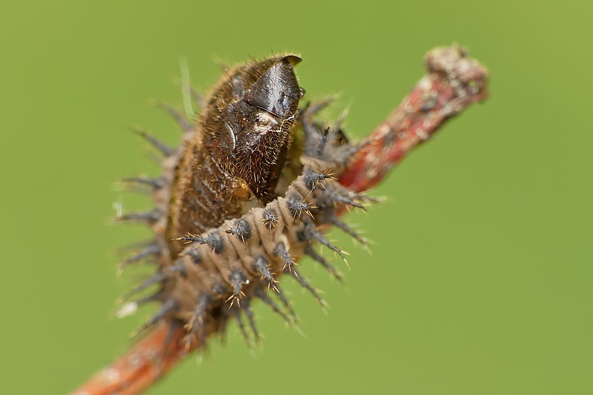 Nazwa:  poczwarka125704cf.jpg
Wyświetleń: 273
Rozmiar:  120,8 KB