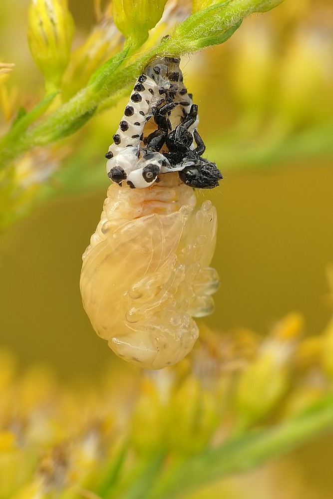 Nazwa:  poczwarka145666cf.jpg
Wyświetleń: 237
Rozmiar:  100,9 KB