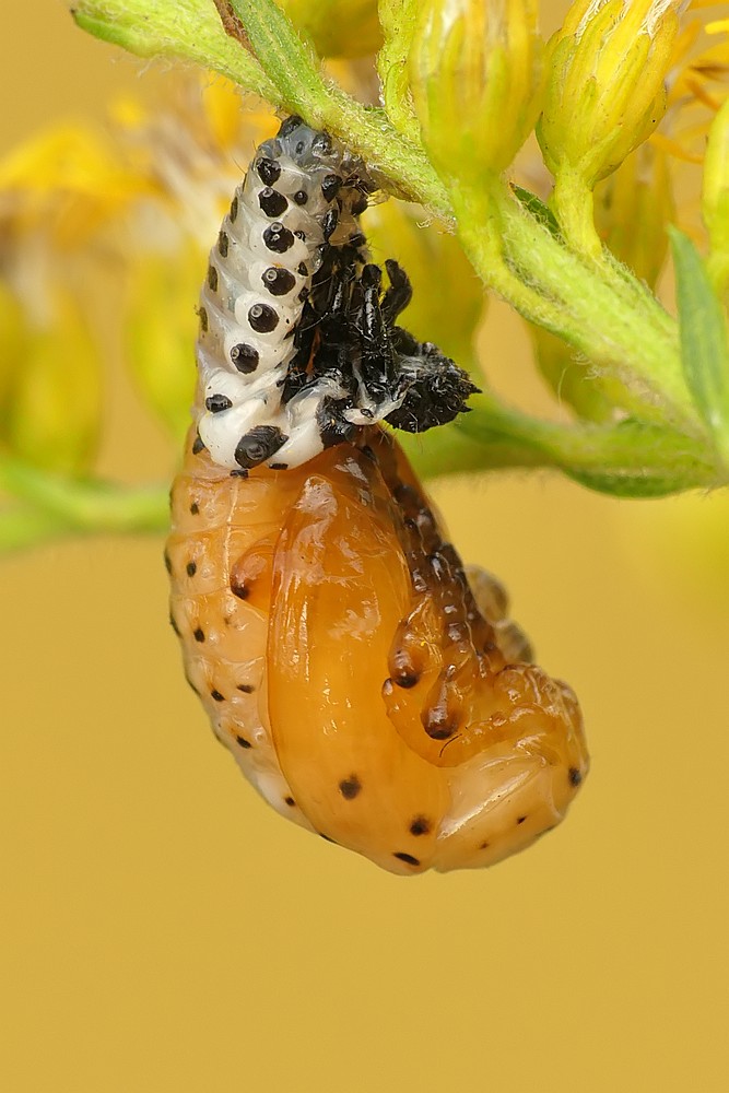 Nazwa:  poczwarka145843cf.jpg
Wyświetleń: 244
Rozmiar:  118,1 KB