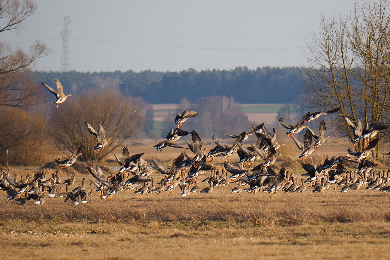 Nazwa:  P3231029_1.jpg
Wyświetleń: 202
Rozmiar:  737,3 KB
