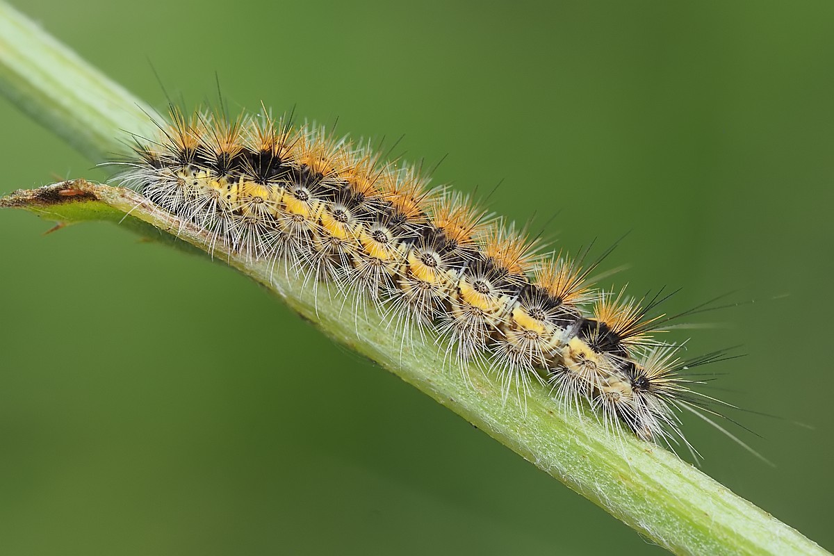 Nazwa:  gasienica003380ef.jpg
Wyświetleń: 231
Rozmiar:  185,0 KB