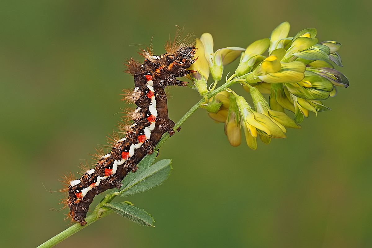 Nazwa:  gasienica003569ef.jpg
Wyświetleń: 248
Rozmiar:  157,8 KB