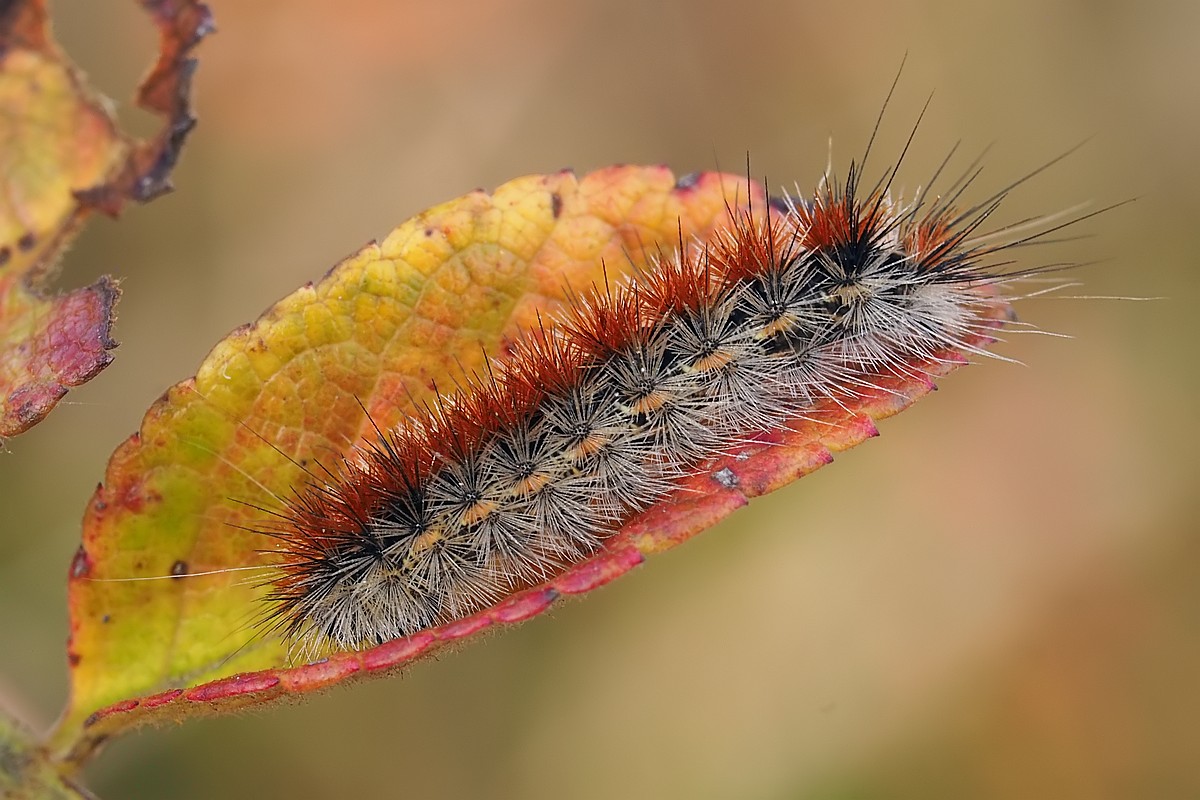 Nazwa:  gasienica005217ef.jpg
Wyświetleń: 225
Rozmiar:  193,3 KB