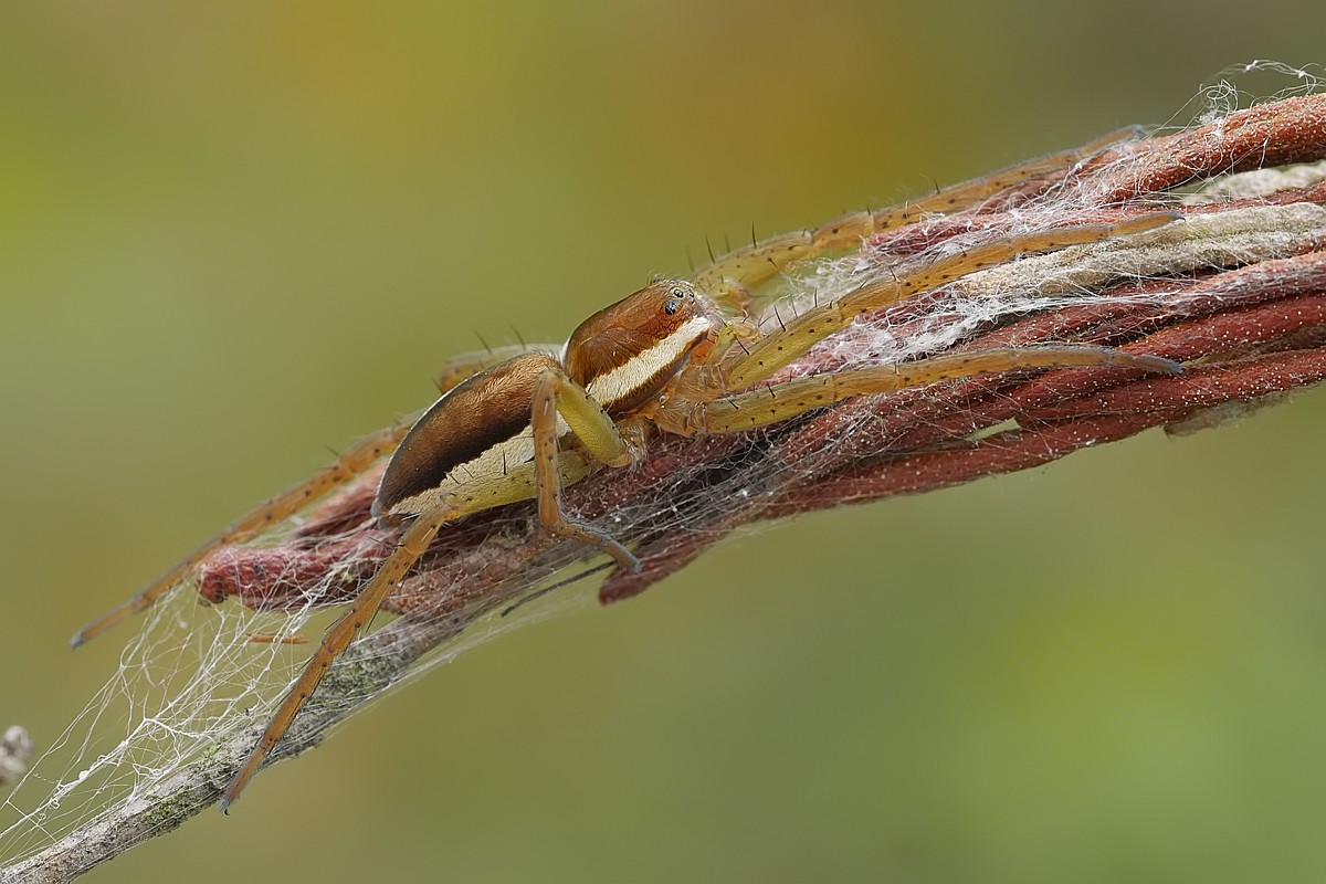 Nazwa:  bagnik16733gf.jpg
Wyświetleń: 240
Rozmiar:  172,5 KB