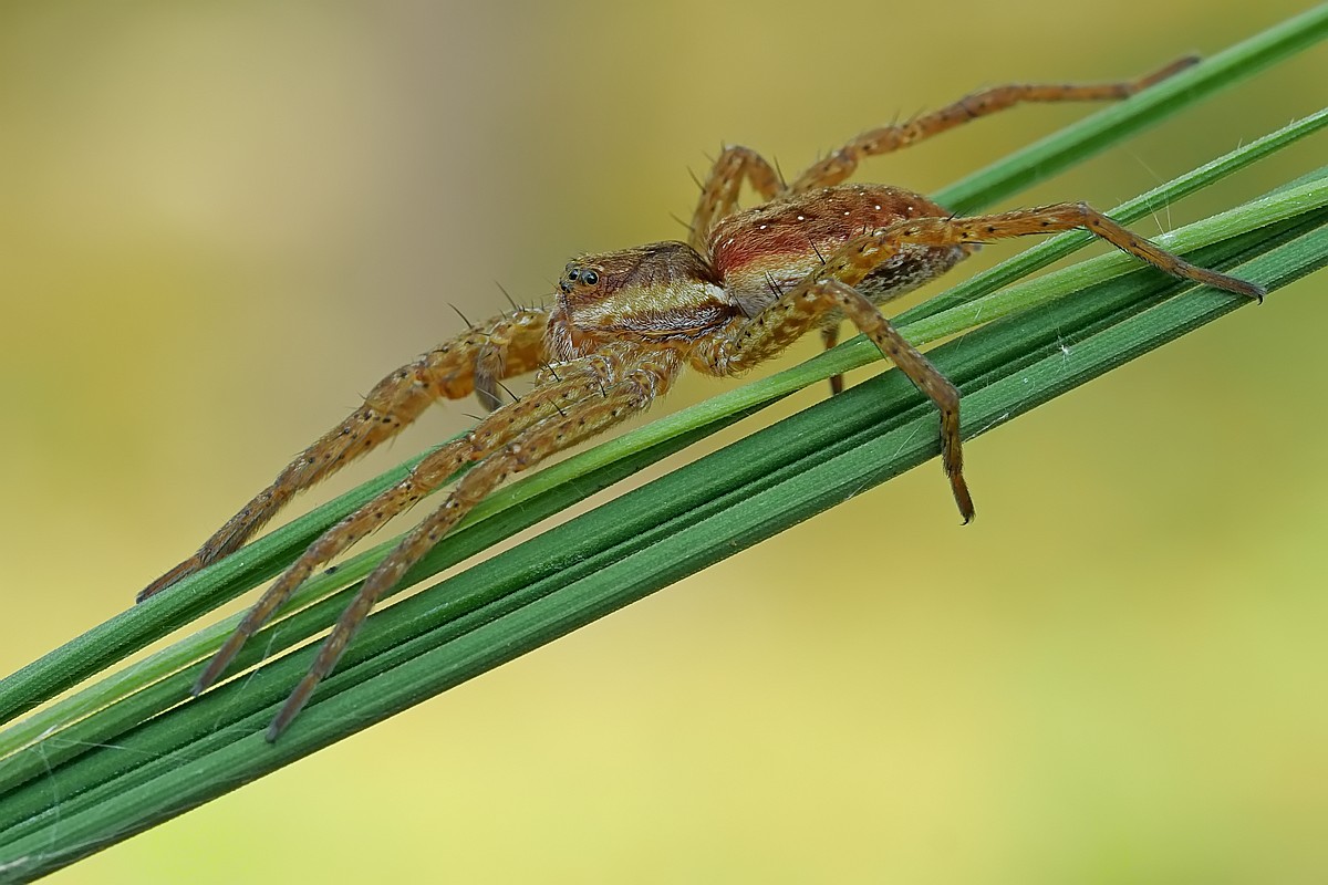 Nazwa:  bagnik16639gf.jpg
Wyświetleń: 238
Rozmiar:  167,0 KB