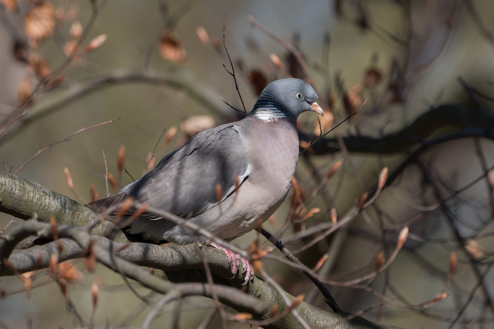 Nazwa:  P1017294m.jpg
Wyświetleń: 293
Rozmiar:  865,5 KB