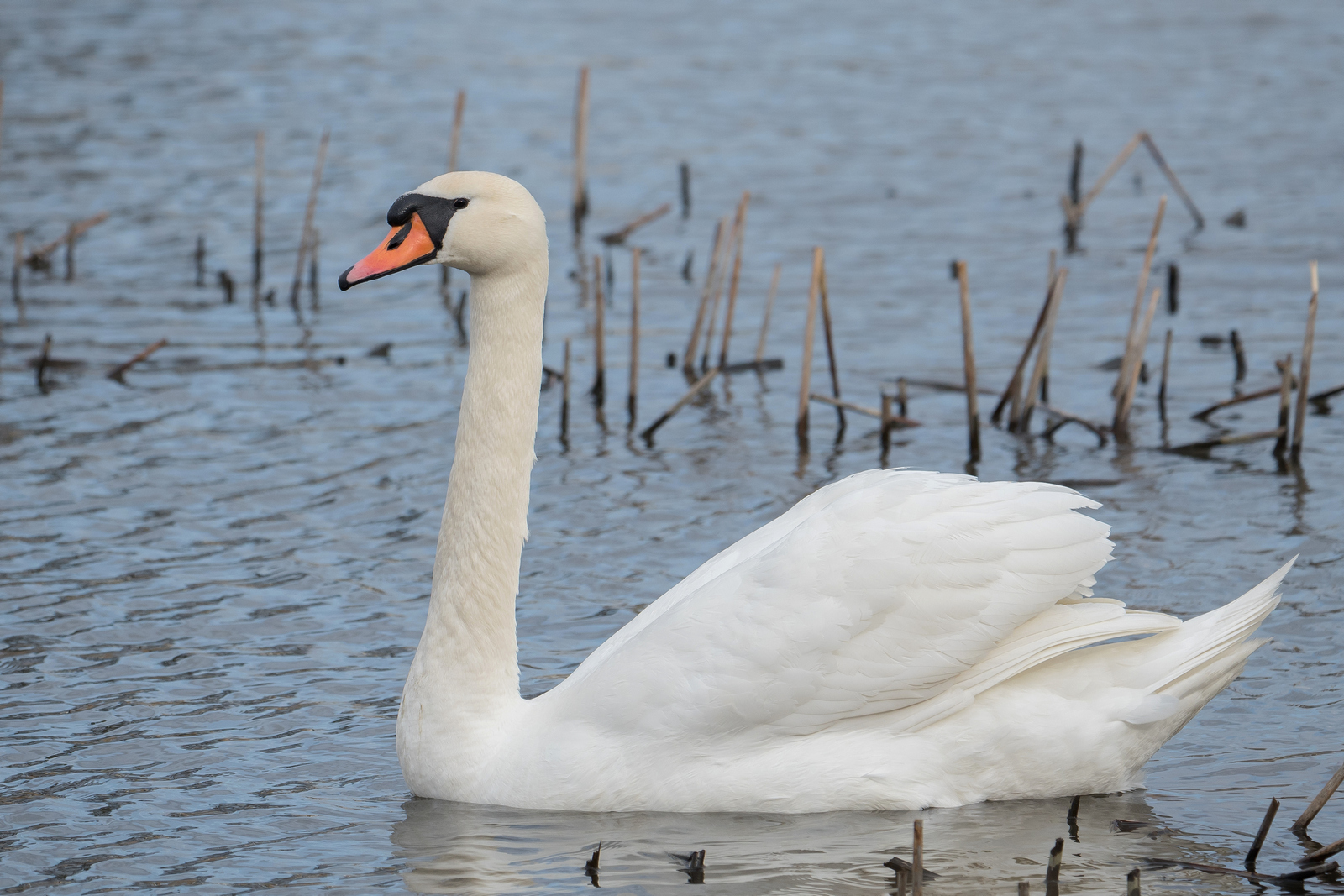 Nazwa:  _3150921.jpg
Wyświetleń: 285
Rozmiar:  881,3 KB