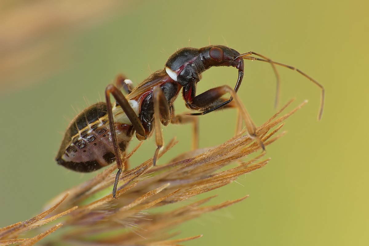 Nazwa:  pluskwiak141435cf.jpg
Wyświetleń: 257
Rozmiar:  125,8 KB