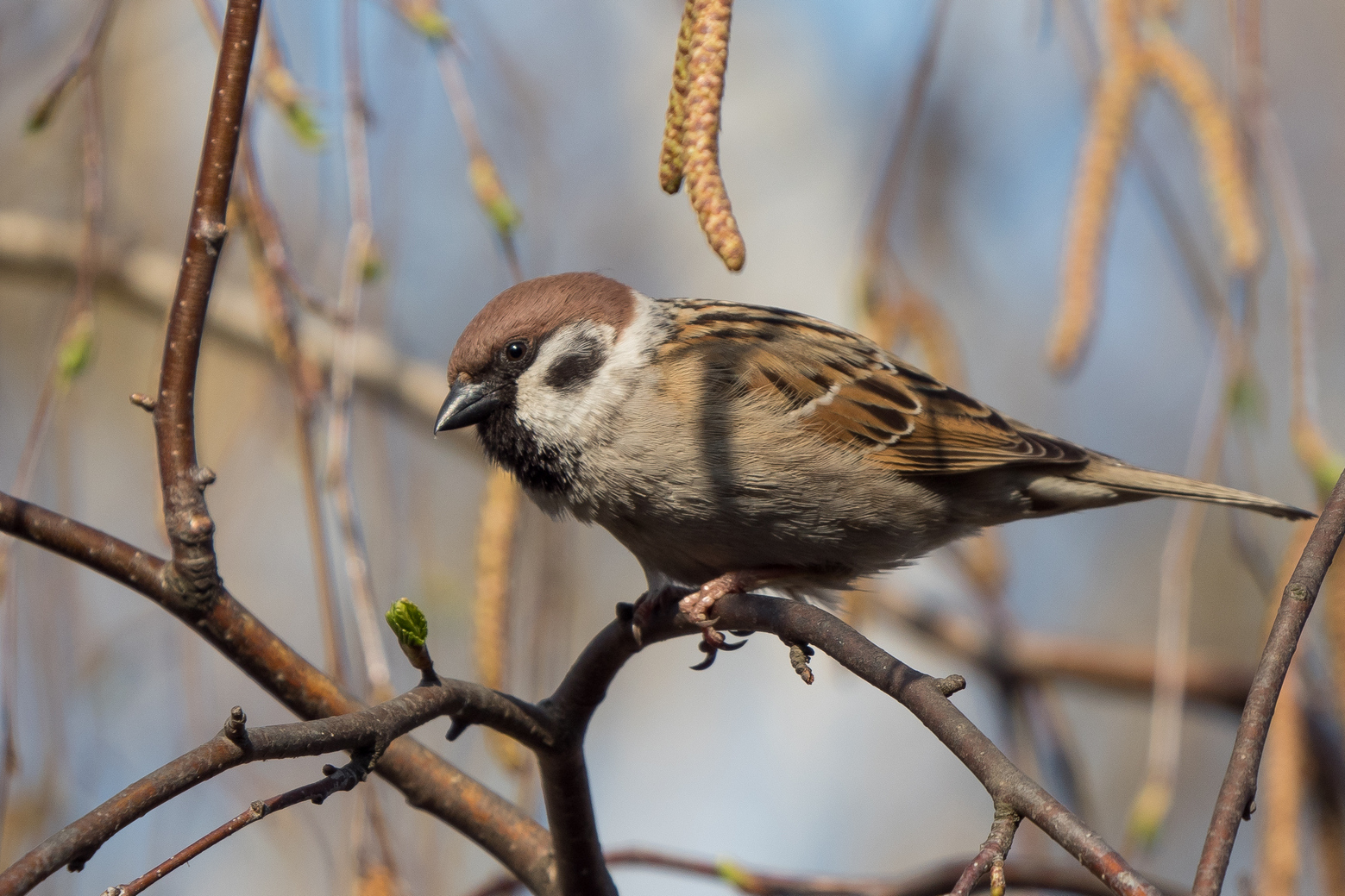 Nazwa:  _4040048.jpg
Wyświetleń: 143
Rozmiar:  965,6 KB