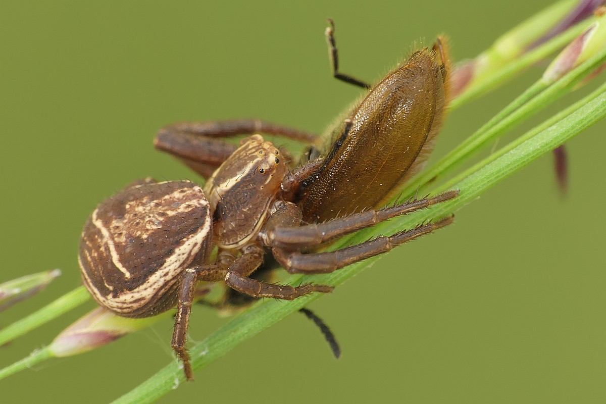 Nazwa:  bokochod142767cf.jpg
Wyświetleń: 216
Rozmiar:  148,3 KB