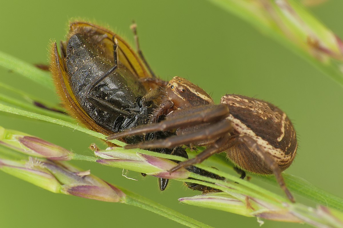 Nazwa:  bokochod142486cf.jpg
Wyświetleń: 231
Rozmiar:  187,5 KB