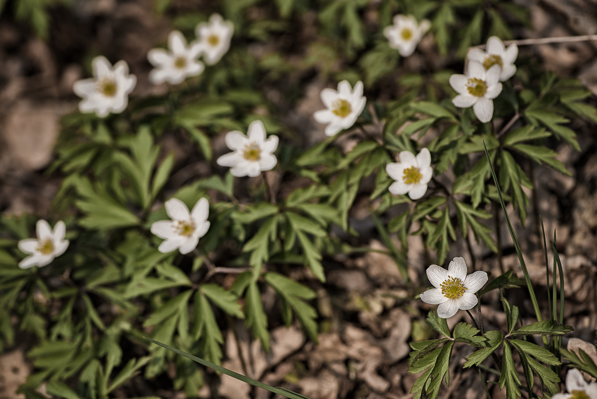 Nazwa:  Of-379.jpg
Wyświetleń: 205
Rozmiar:  581,4 KB