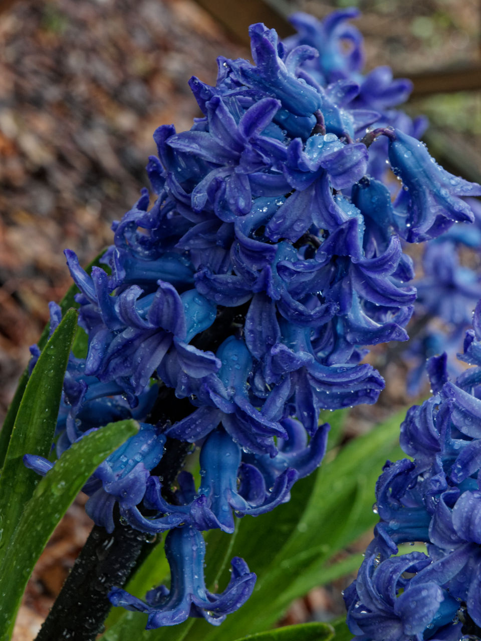 Nazwa:  06042019_TROP8640_DxO.jpg
Wyświetleń: 539
Rozmiar:  215,2 KB
