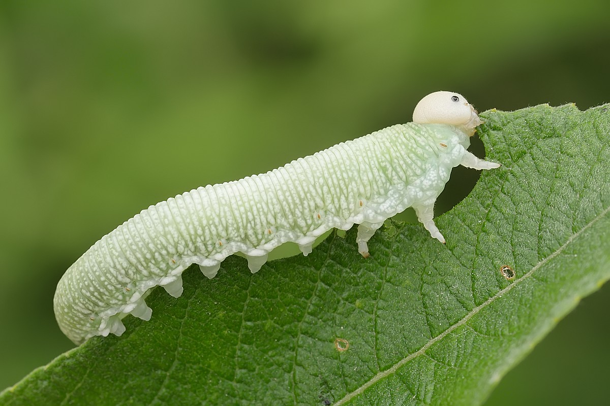 Nazwa:  larwa bryzguna10452gf.jpg
Wyświetleń: 173
Rozmiar:  206,6 KB