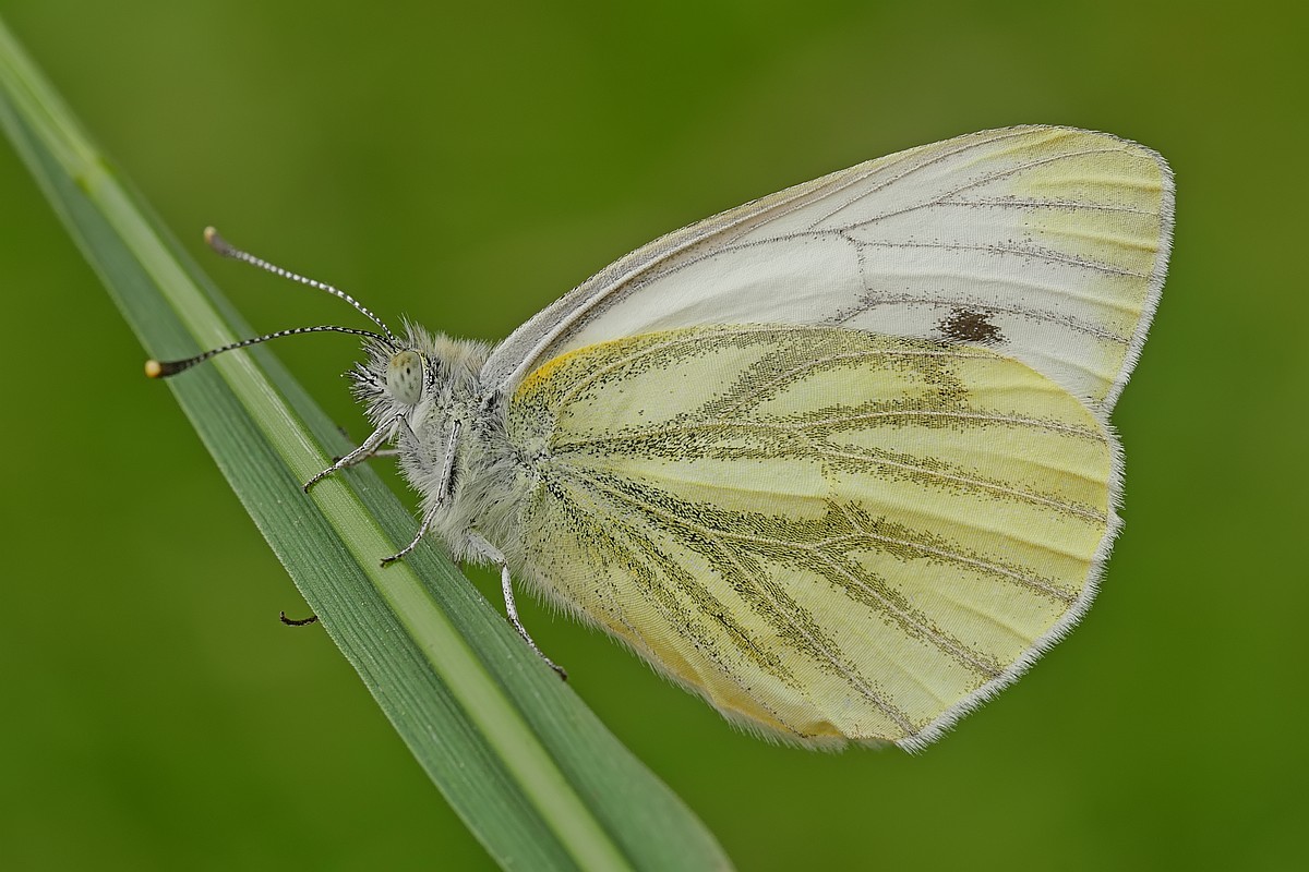 Nazwa:  bielinek12541gf.jpg
Wyświetleń: 165
Rozmiar:  199,1 KB