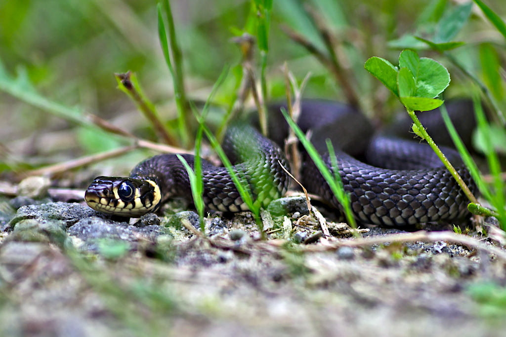 Nazwa:  P8070032bpi.jpg
Wyświetleń: 888
Rozmiar:  405,0 KB