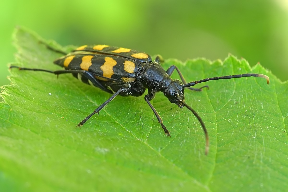 Nazwa:  petlak13546gf.jpg
Wyświetleń: 341
Rozmiar:  164,0 KB