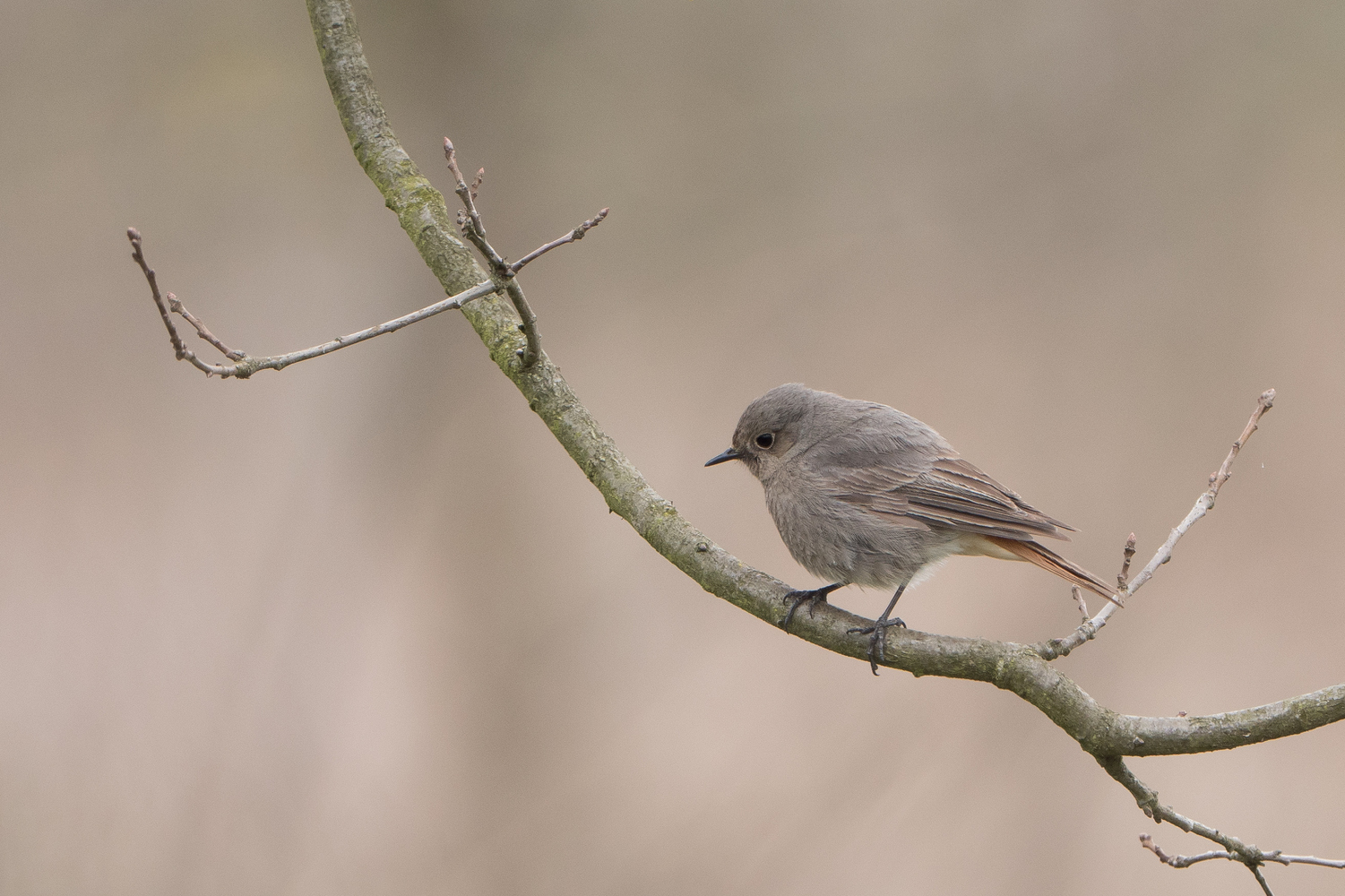 Nazwa:  P1017594.jpg
Wyświetleń: 222
Rozmiar:  709,0 KB