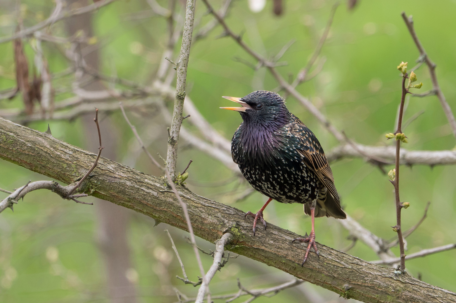 Nazwa:  P1017623.jpg
Wyświetleń: 253
Rozmiar:  1,01 MB