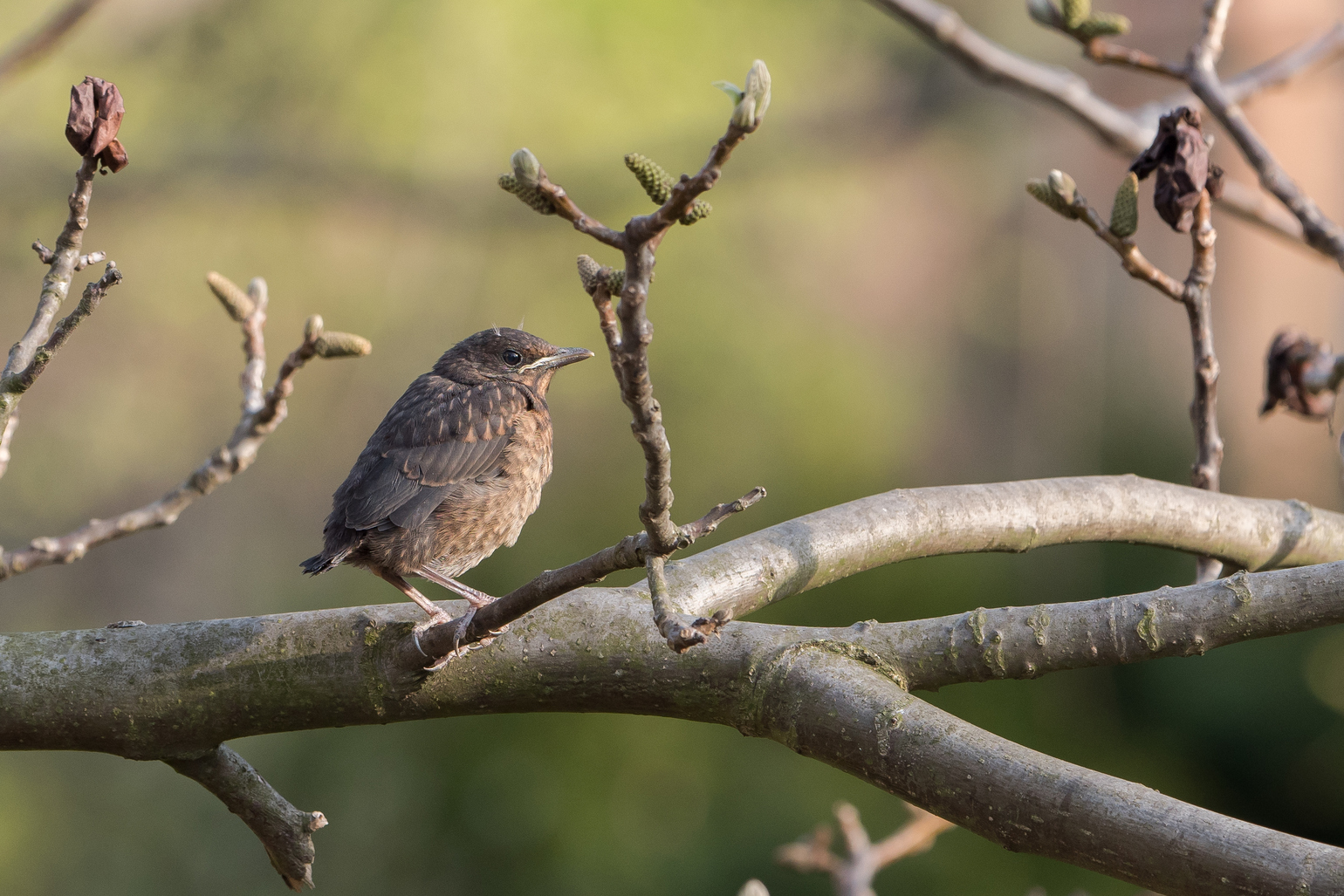 Nazwa:  P1017729m.jpg
Wyświetleń: 215
Rozmiar:  918,7 KB