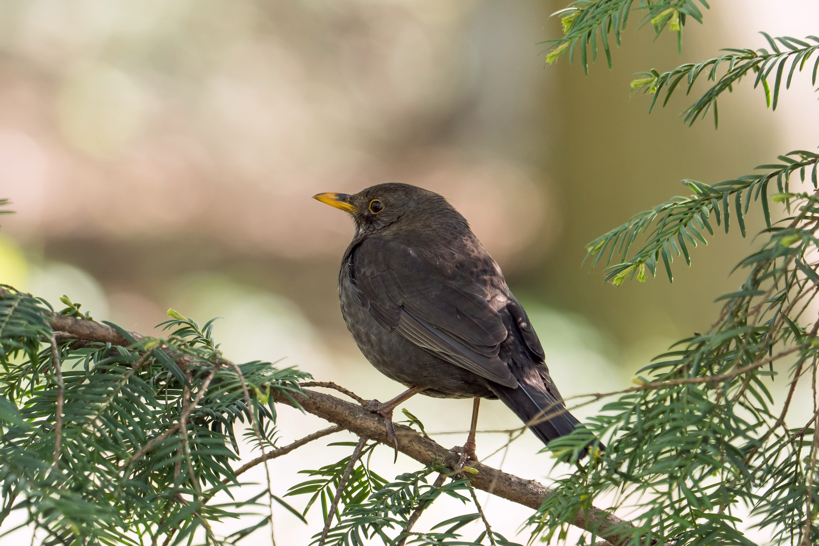 Nazwa:  P1017840.jpg
Wyświetleń: 218
Rozmiar:  1,10 MB