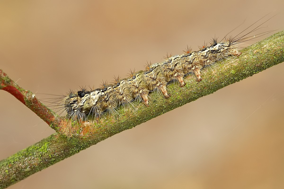 Nazwa:  gasienica14664gf.jpg
Wyświetleń: 165
Rozmiar:  196,0 KB