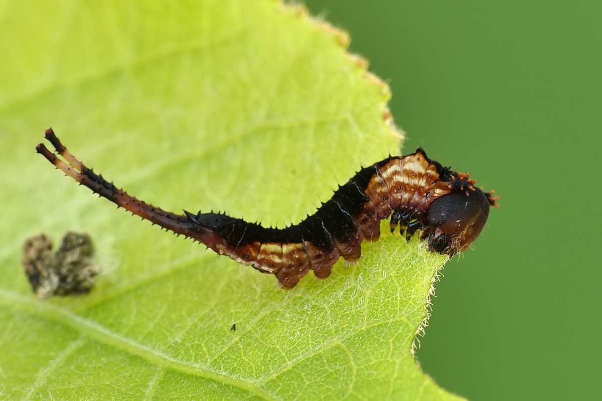 Nazwa:  widlogonka108599cf.jpg
Wyświetleń: 204
Rozmiar:  160,7 KB