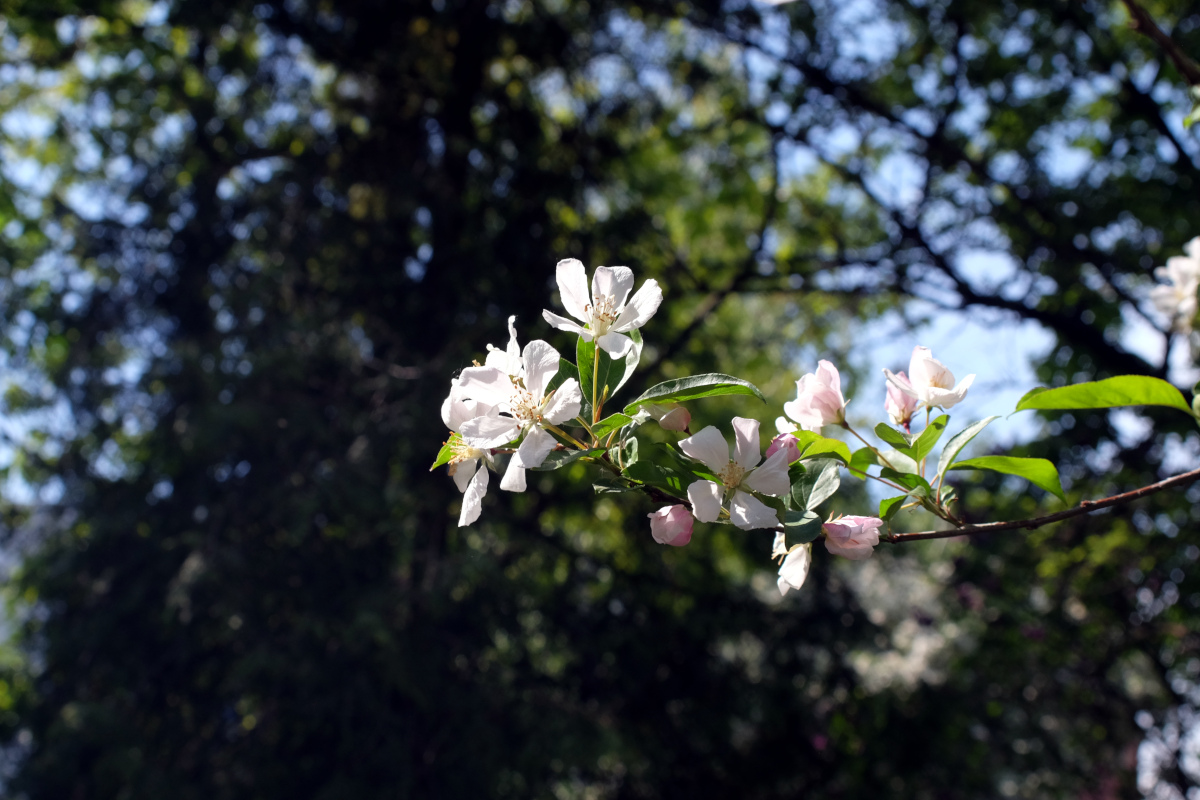 Nazwa:  DSCF4273a.JPG
Wyświetleń: 152
Rozmiar:  361,3 KB