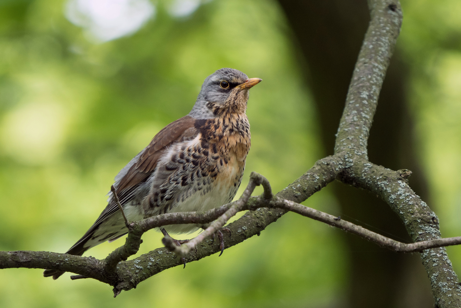 Nazwa:  _5130567.jpg
Wyświetleń: 226
Rozmiar:  999,8 KB