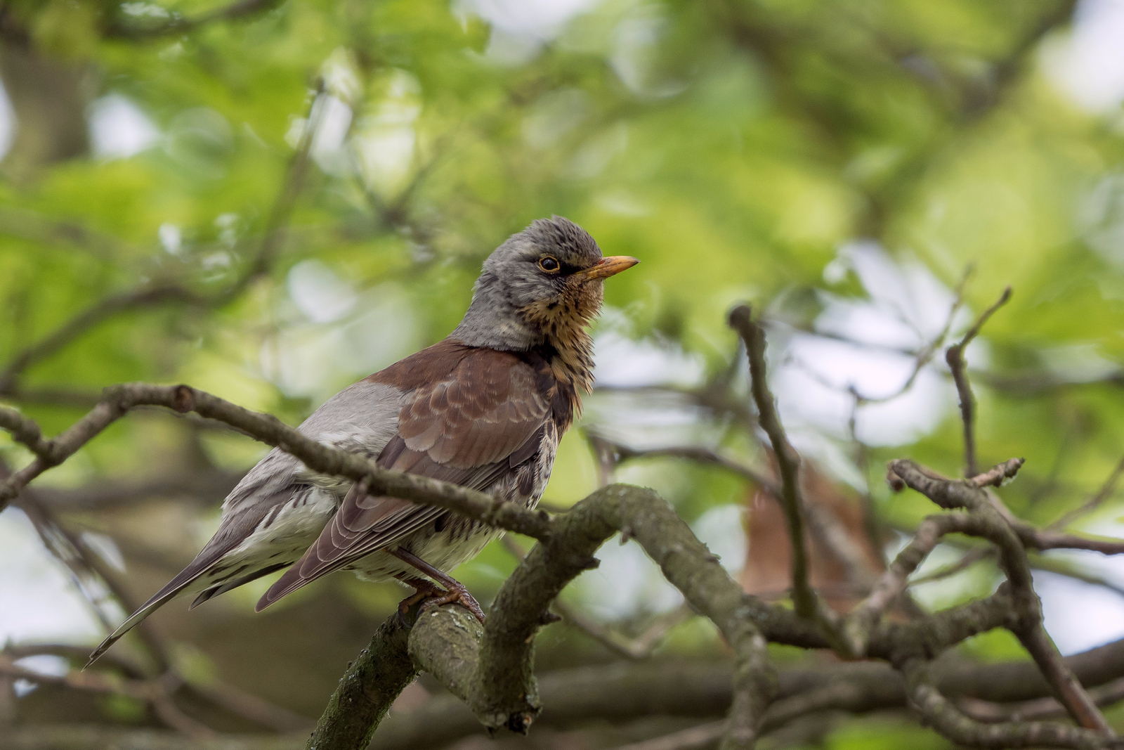 Nazwa:  _5130585.jpg
Wyświetleń: 239
Rozmiar:  945,3 KB