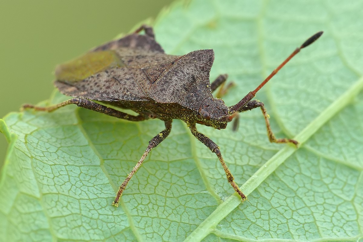 Nazwa:  wtyk69239cf.jpg
Wyświetleń: 179
Rozmiar:  209,9 KB