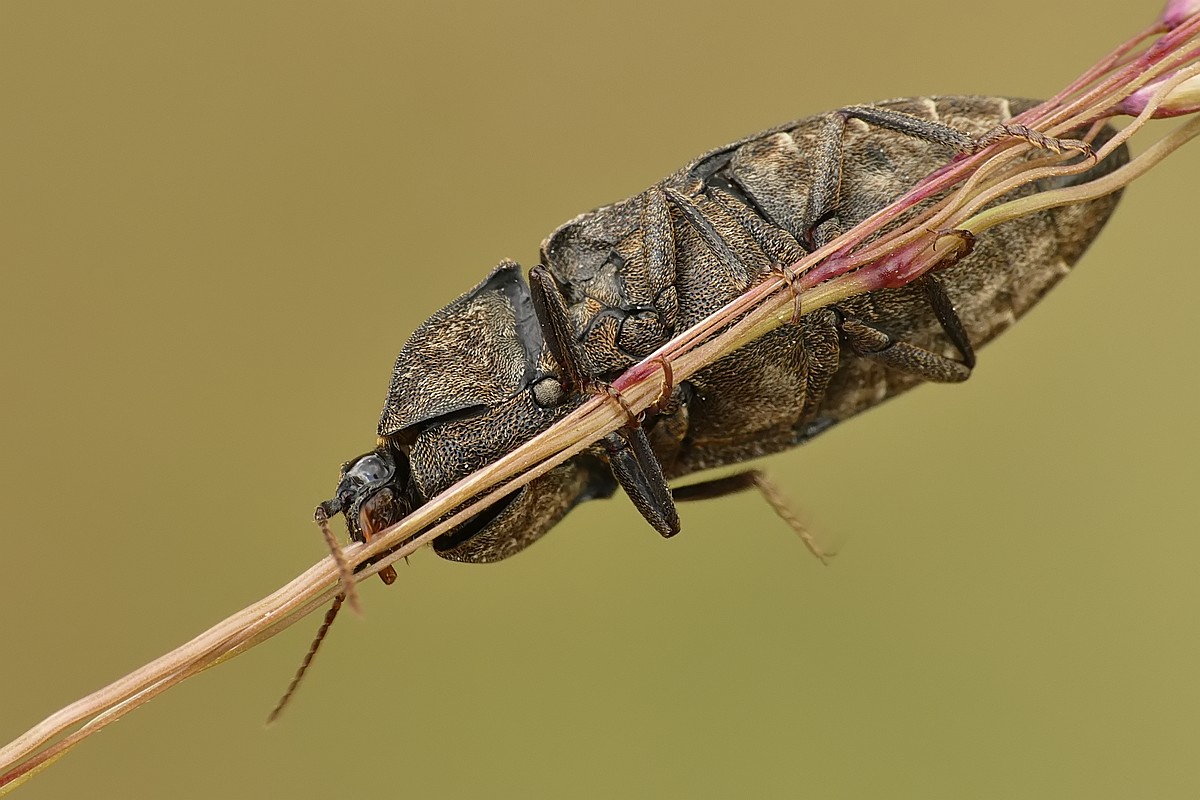 Nazwa:  sprezyk95341cf.jpg
Wyświetleń: 237
Rozmiar:  162,2 KB