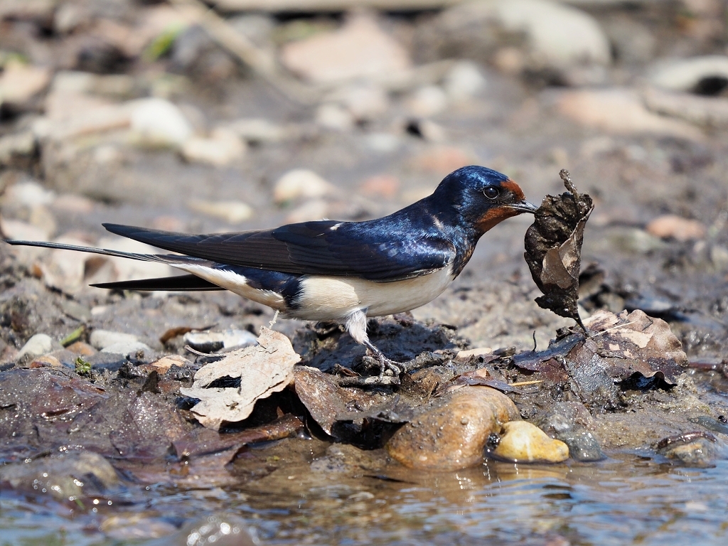 Nazwa:  P5245848a.jpg
Wyświetleń: 233
Rozmiar:  564,1 KB