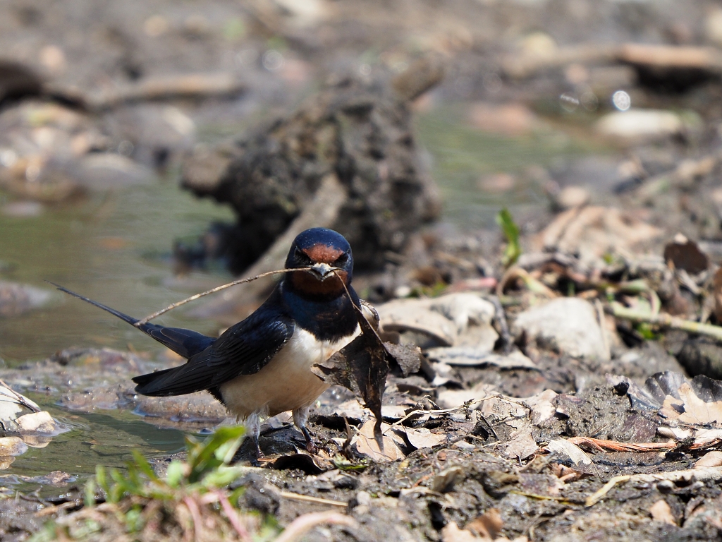 Nazwa:  P5245704a.jpg
Wyświetleń: 235
Rozmiar:  546,3 KB