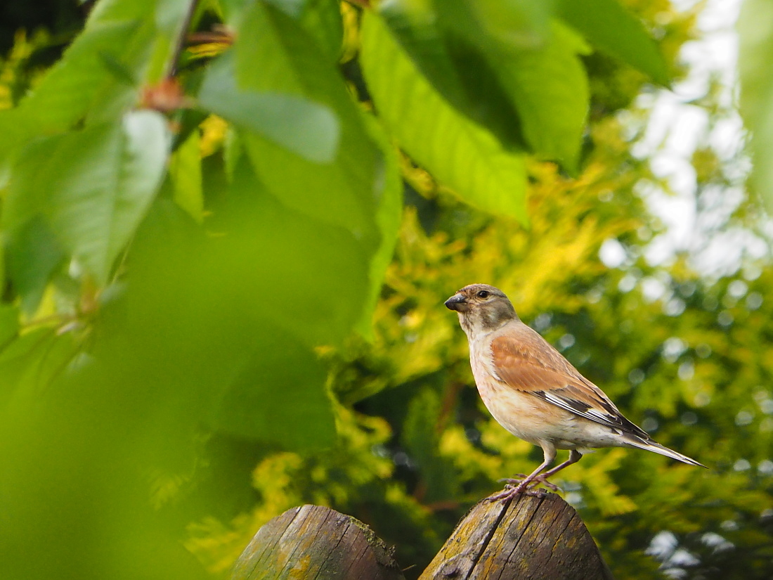 Nazwa:  P5190152_1.jpg
Wyświetleń: 216
Rozmiar:  373,8 KB