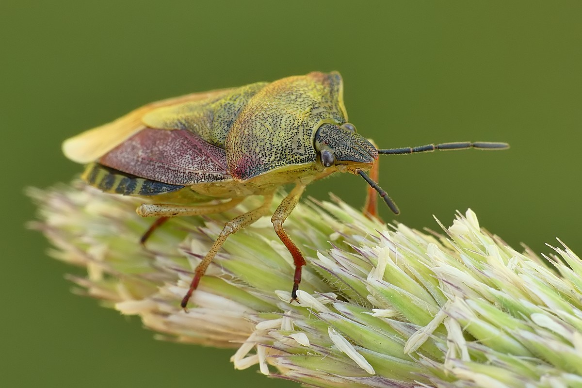 Nazwa:  borczyniec102340cf.jpg
Wyświetleń: 224
Rozmiar:  177,6 KB
