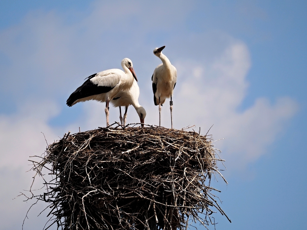 Nazwa:  P8030697a.jpg
Wyświetleń: 459
Rozmiar:  496,7 KB