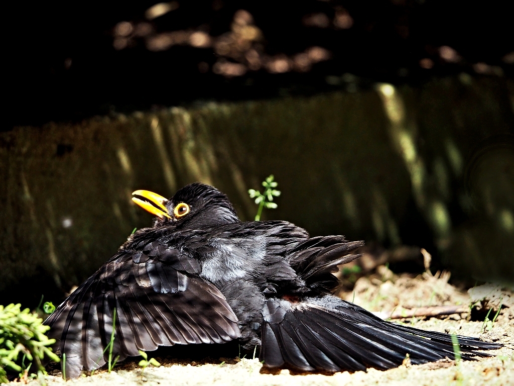 Nazwa:  P6025761.jpg
Wyświetleń: 439
Rozmiar:  532,1 KB