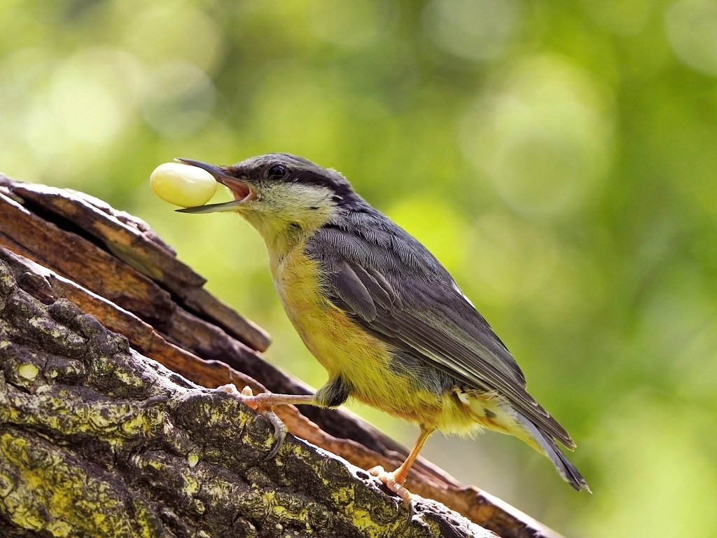 Nazwa:  P6025649.jpg
Wyświetleń: 476
Rozmiar:  781,1 KB