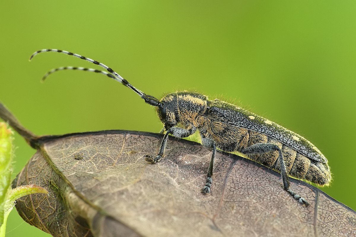 Nazwa:  rzemlik103290cf.jpg
Wyświetleń: 191
Rozmiar:  214,9 KB