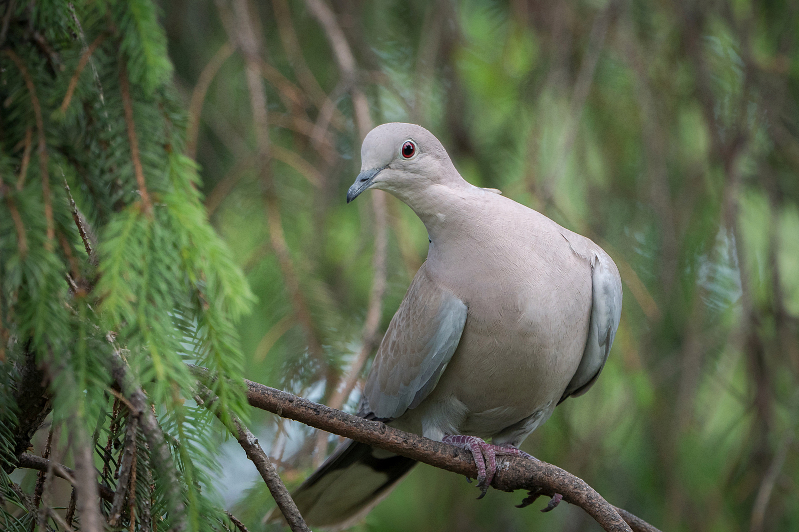 Nazwa:  P1038708.jpg
Wyświetleń: 224
Rozmiar:  1,02 MB